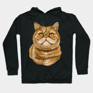 Exotic Shorthair cat Hoodie